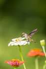 Ruby-throated hummingbird Art Print